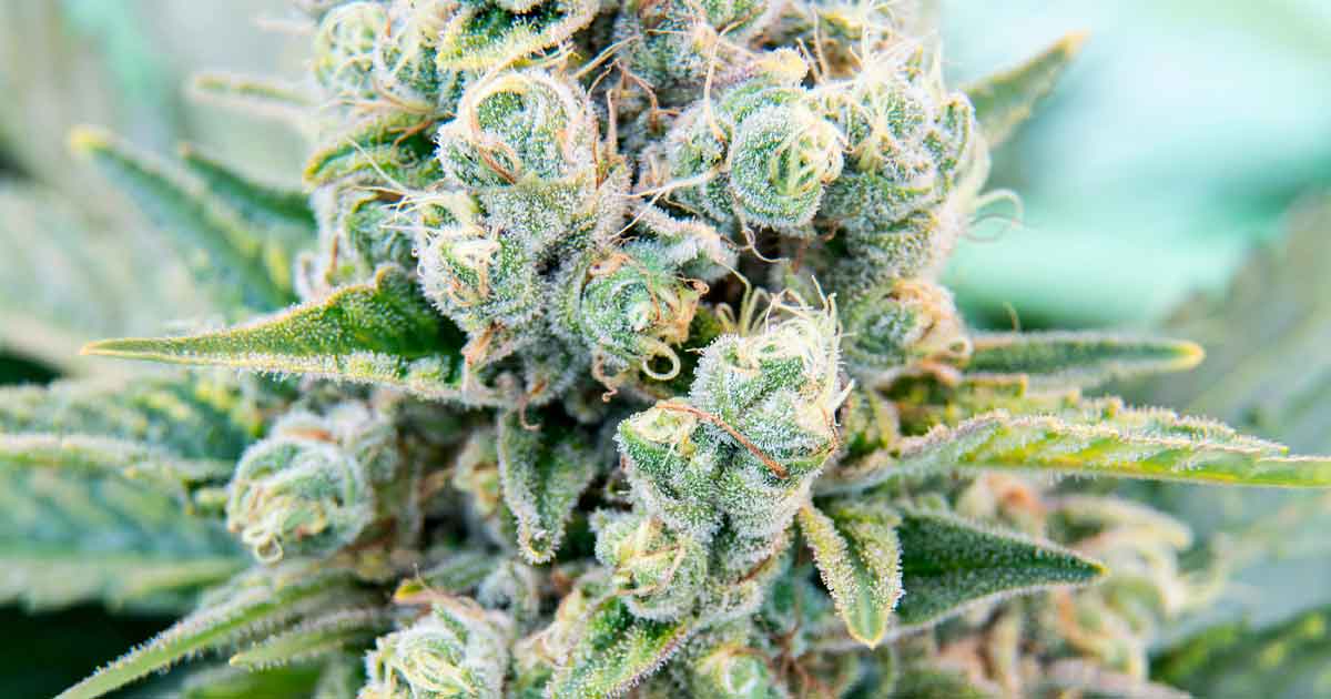 Flores de cannabis Aurora
