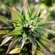 Cannabis medicinal en Vermont