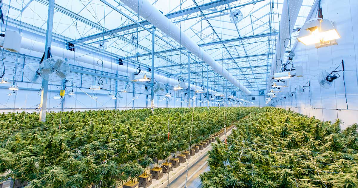 Cultivo de cannabis GMP