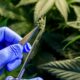 Cannabis medicinal en Francia