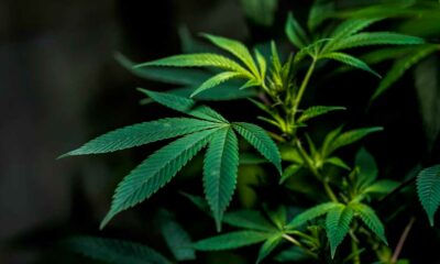 En junio se votará la legalización del cannabis en Luxemburgo