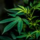 En junio se votará la legalización del cannabis en Luxemburgo