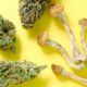 Medicamentos con setas y cannabis