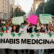 Cultivo de cannabis medicinal en Brasil