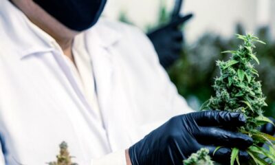 Uso generalizado del cannabis medicinal en Francia
