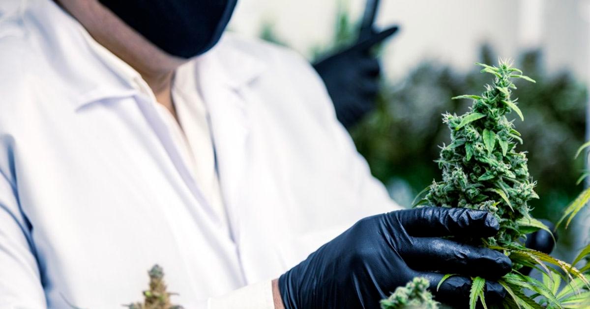Uso generalizado del cannabis medicinal en Francia