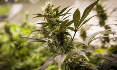 Venta legal de cannabis en Colorado