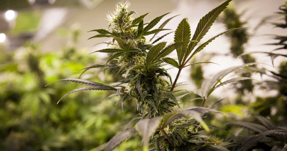 Venta legal de cannabis en Colorado