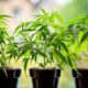 Cultivar cannabis en casa en Manitoba