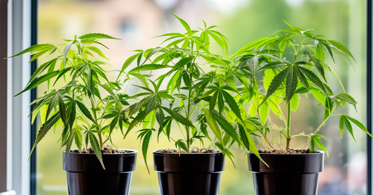 Cultivar cannabis en casa en Manitoba