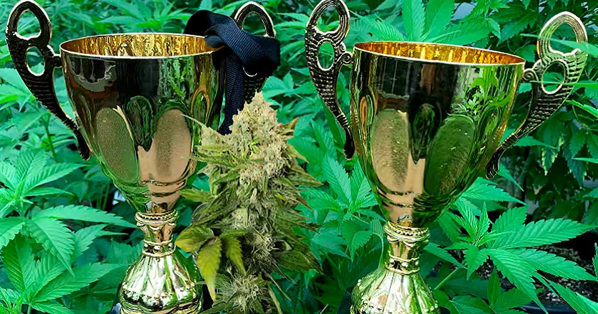 Copa del Cannabis en SVG