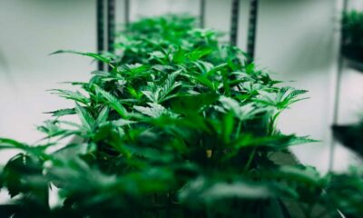 Planes para legalizar el cannabis en Bierne