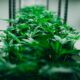Planes para legalizar el cannabis en Bierne