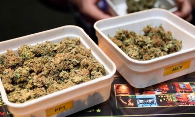 Experimentación con cannabis legal en los Países Bajos