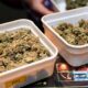 Experimentación con cannabis legal en los Países Bajos