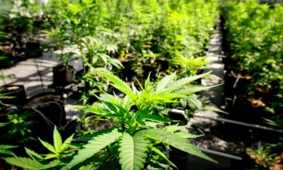 Legalización del cannabis en el Senado de Ohio