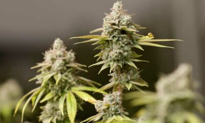 Regulación del cannabis en Ohio