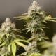 Regulación del cannabis en Ohio