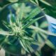 30.000 estudios publicados sobre el cannabis