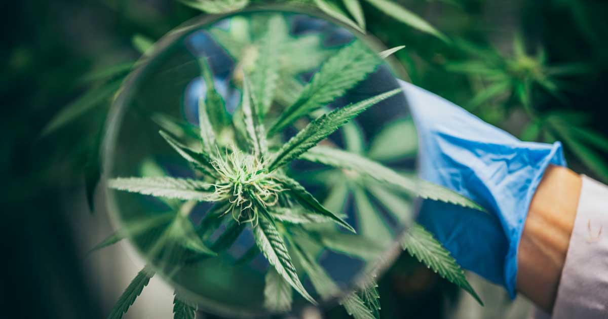 30.000 estudios publicados sobre el cannabis