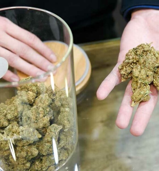Iniciativa para legalizar el cannabis en Finlandia
