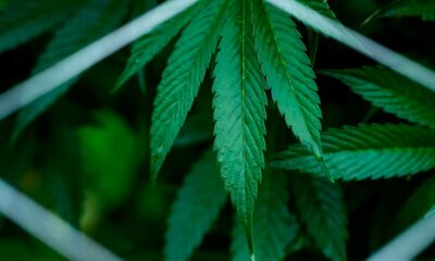 Informe sobre la clasificación del cannabis en Estados Unidos