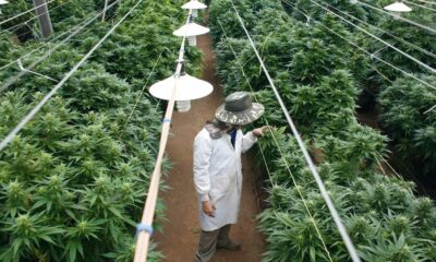 Vertido de cannabis en Israel