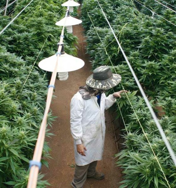 Vertido de cannabis en Israel