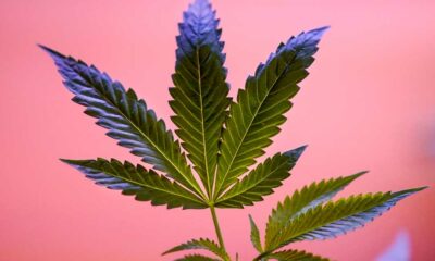 Reclasificación del cannabis en EE.UU.