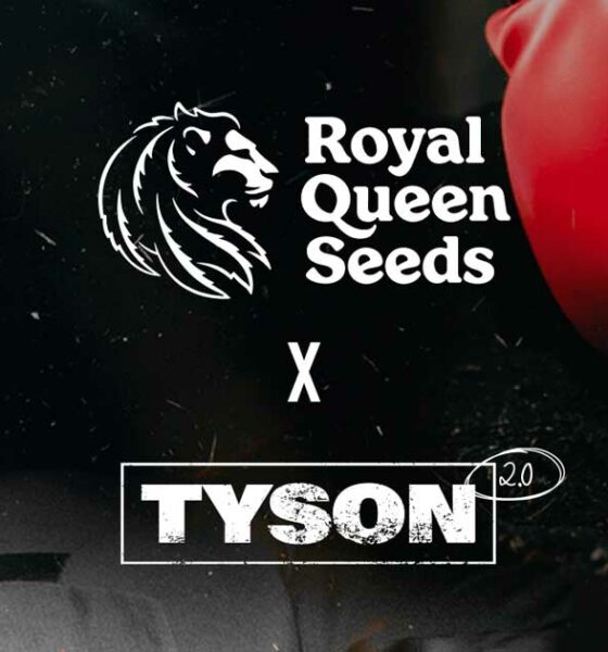 Semillas Royal Queen y Mike Tyson