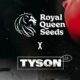 Semillas Royal Queen y Mike Tyson