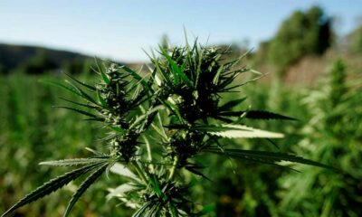 Cosecha de cannabis en Marruecos