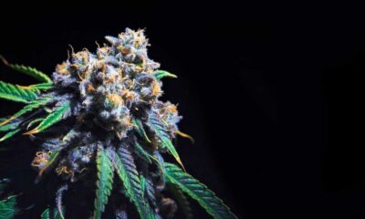 Contenido de THC del cannabis en California