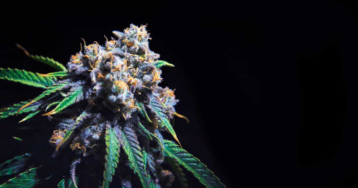 Contenido de THC del cannabis en California