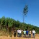 La planta de cáñamo más grande del mundo