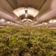 Exportación de cannabis medicinal a Portugal