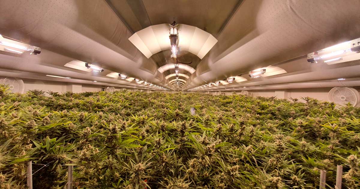 Exportación de cannabis medicinal a Portugal