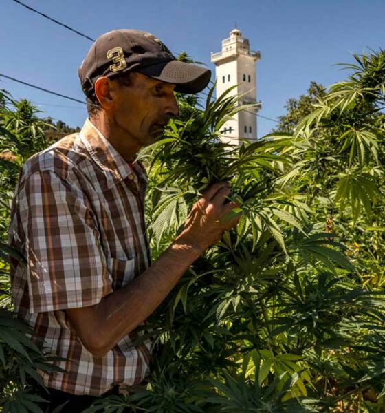 Producción de cannabis legal en Marruecos
