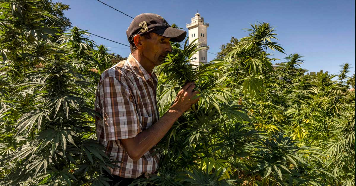 Producción de cannabis legal en Marruecos