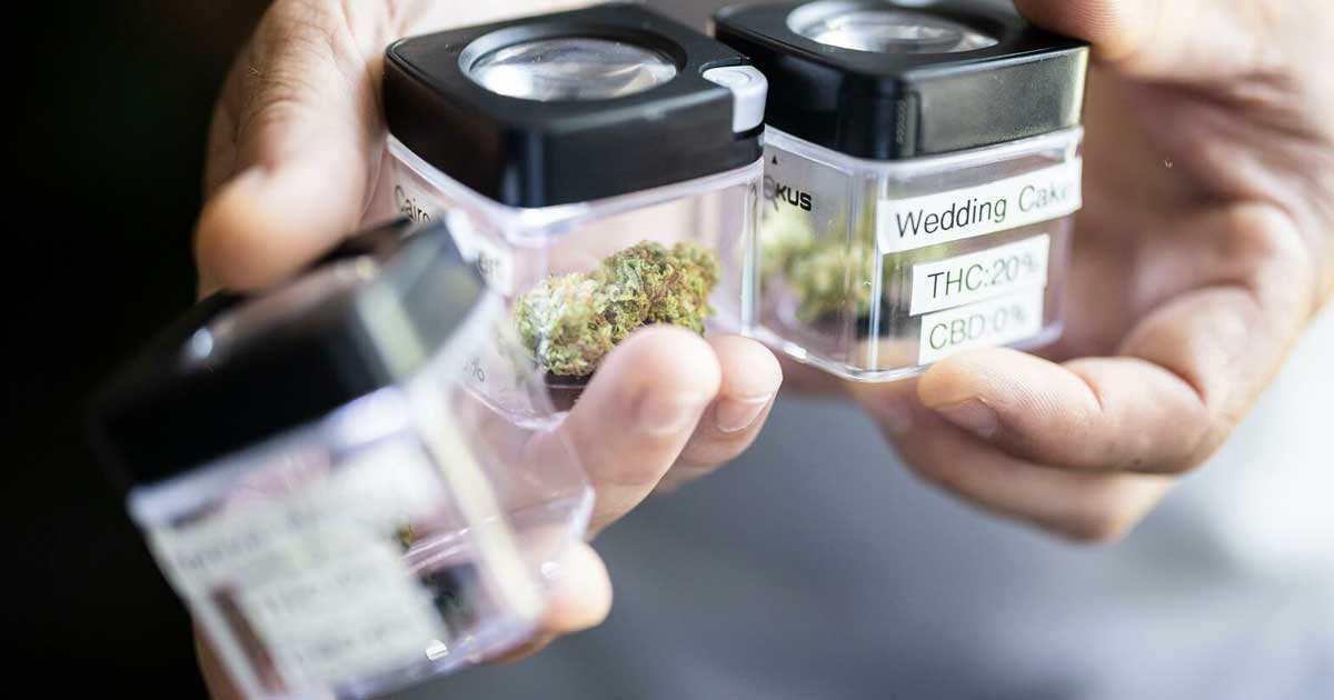 Primeros datos sobre el cannabis legal Züri Can