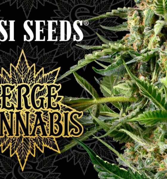 Sensi Seeds x Serge Cannabis