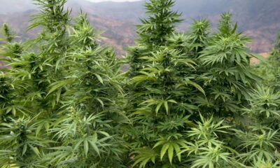 Legalización del cannabis en Marruecos