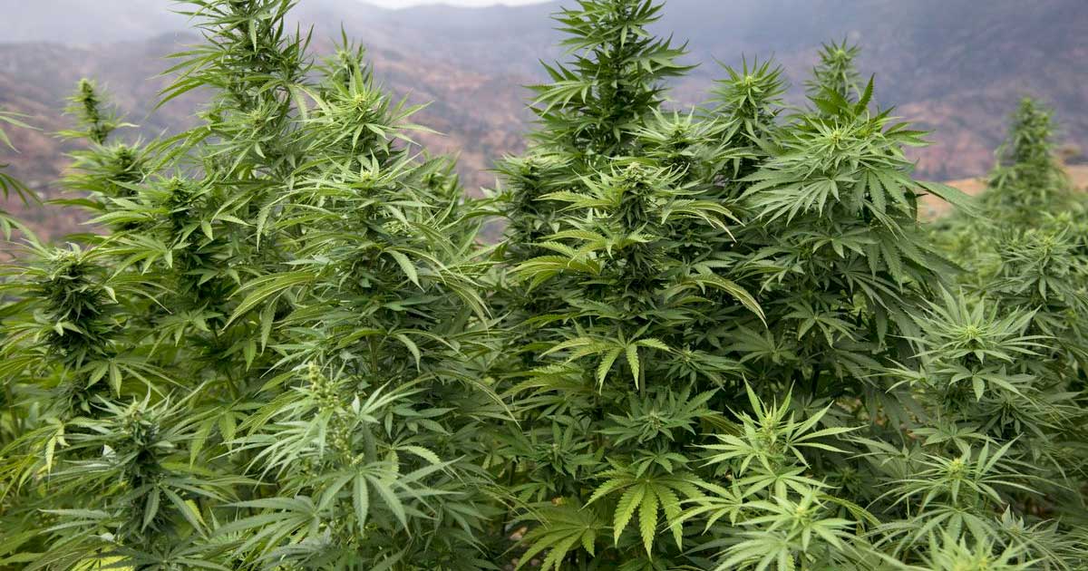 Legalización del cannabis en Marruecos