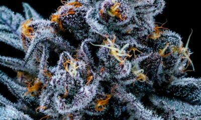Contenido de THC del cannabis ilegal en Estados Unidos
