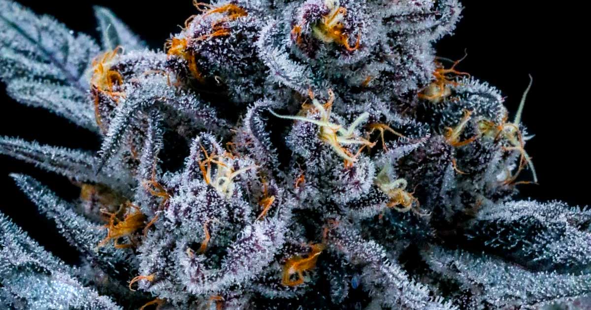 Contenido de THC del cannabis ilegal en Estados Unidos