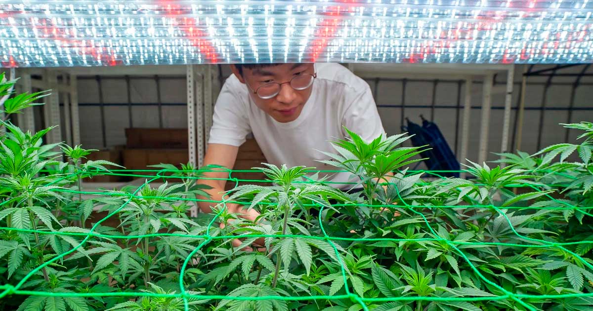 Cannabis en Corea del Sur