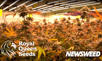 Royal Queen Seeds Tailandia