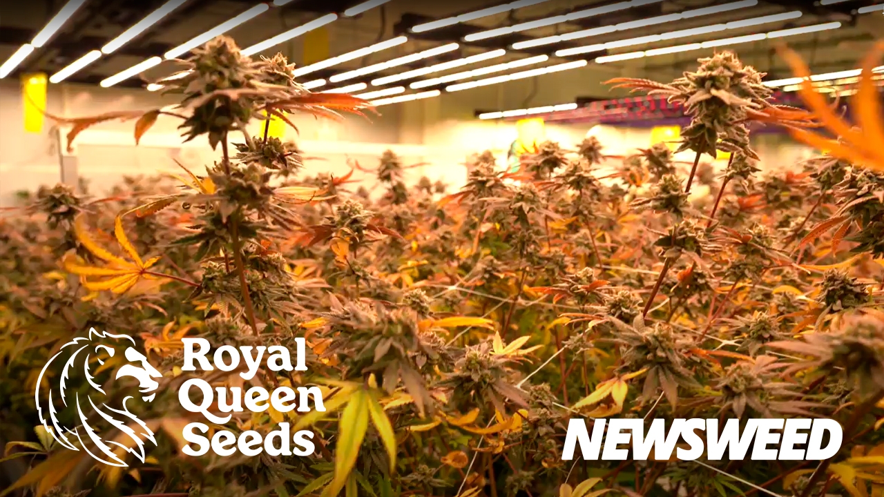 Royal Queen Seeds Tailandia