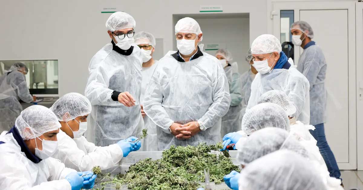 Cannabis medicinal en Argentina