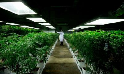 Producción legal de cannabis en los Países Bajos